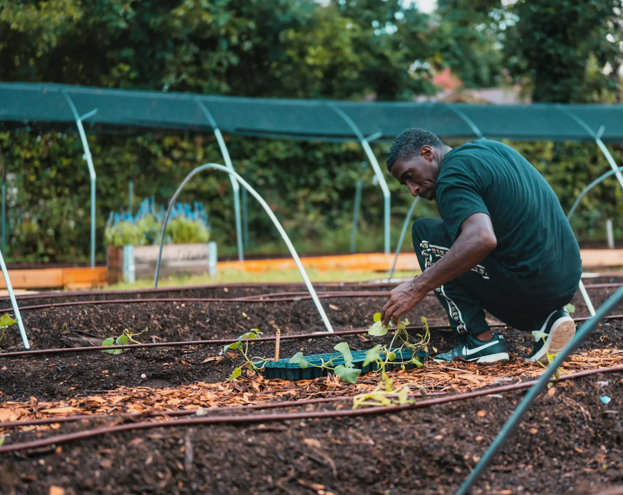 A man doing some planting